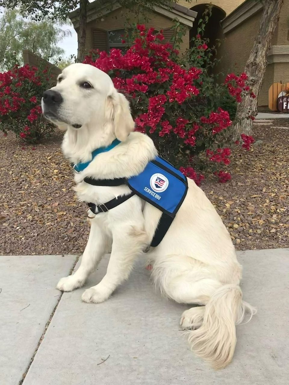 Assistance Dogs photos