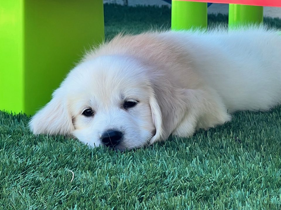 Cream golden retriever puppy lying on the grass