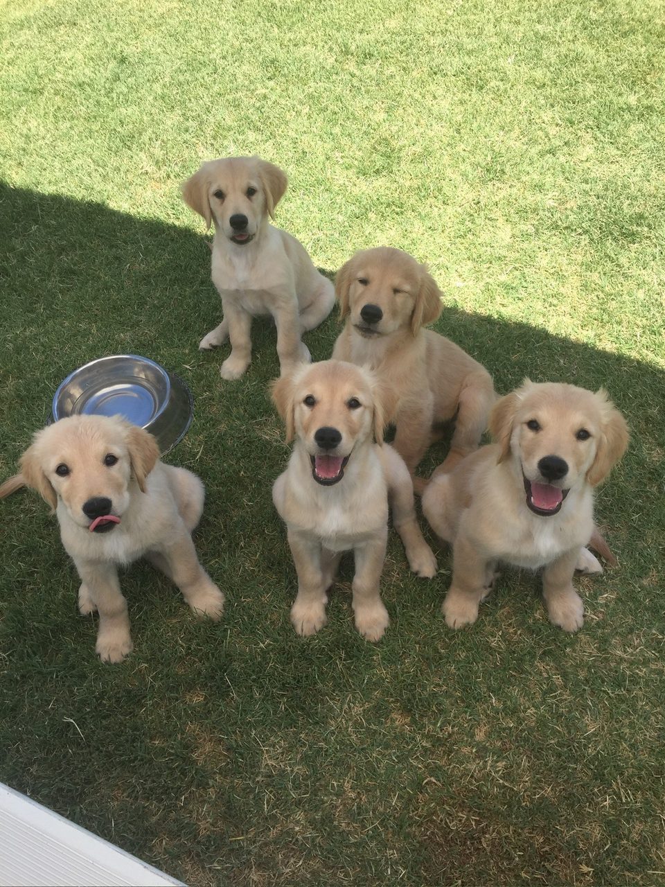 Puppies photos