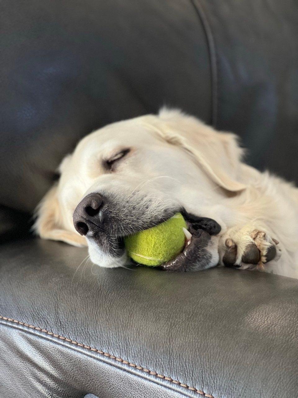 Cream golden retriever asleep on the couch with a tennis ball