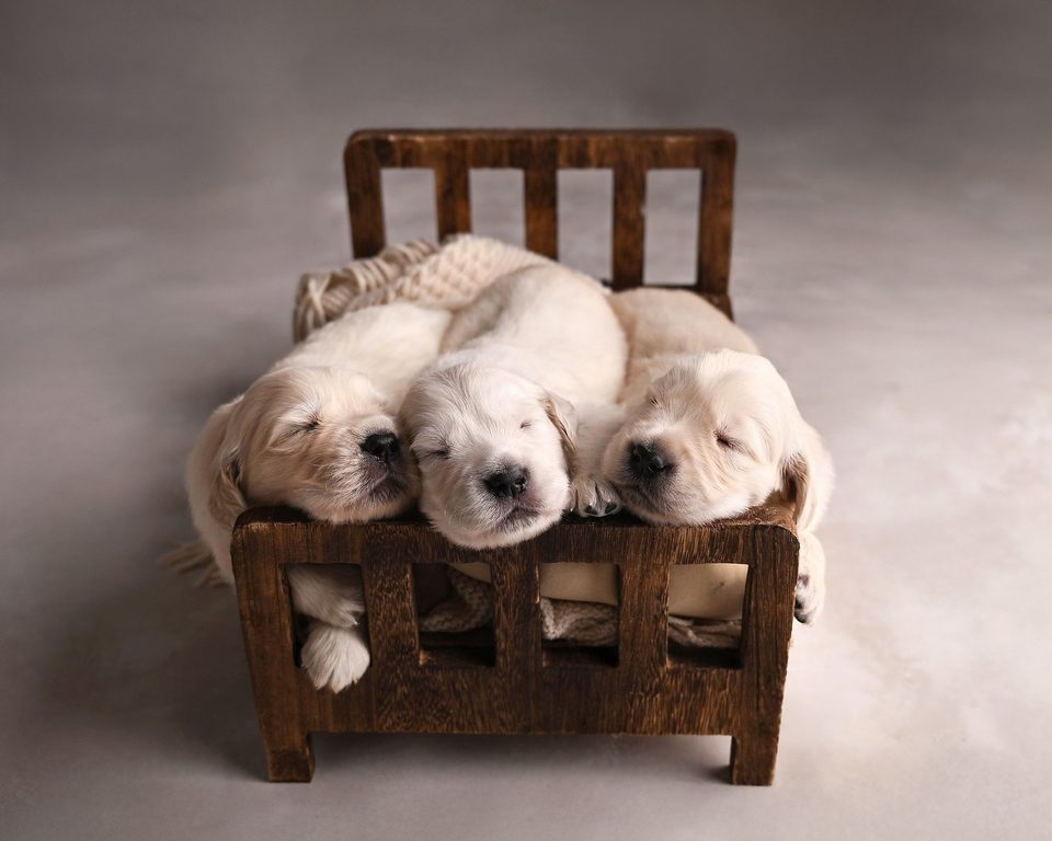 Newborn golden retriever puppies on a tiny wooden bench